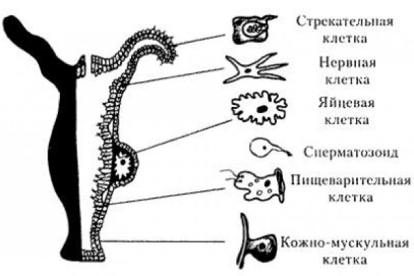 Кракен 2krnk cc